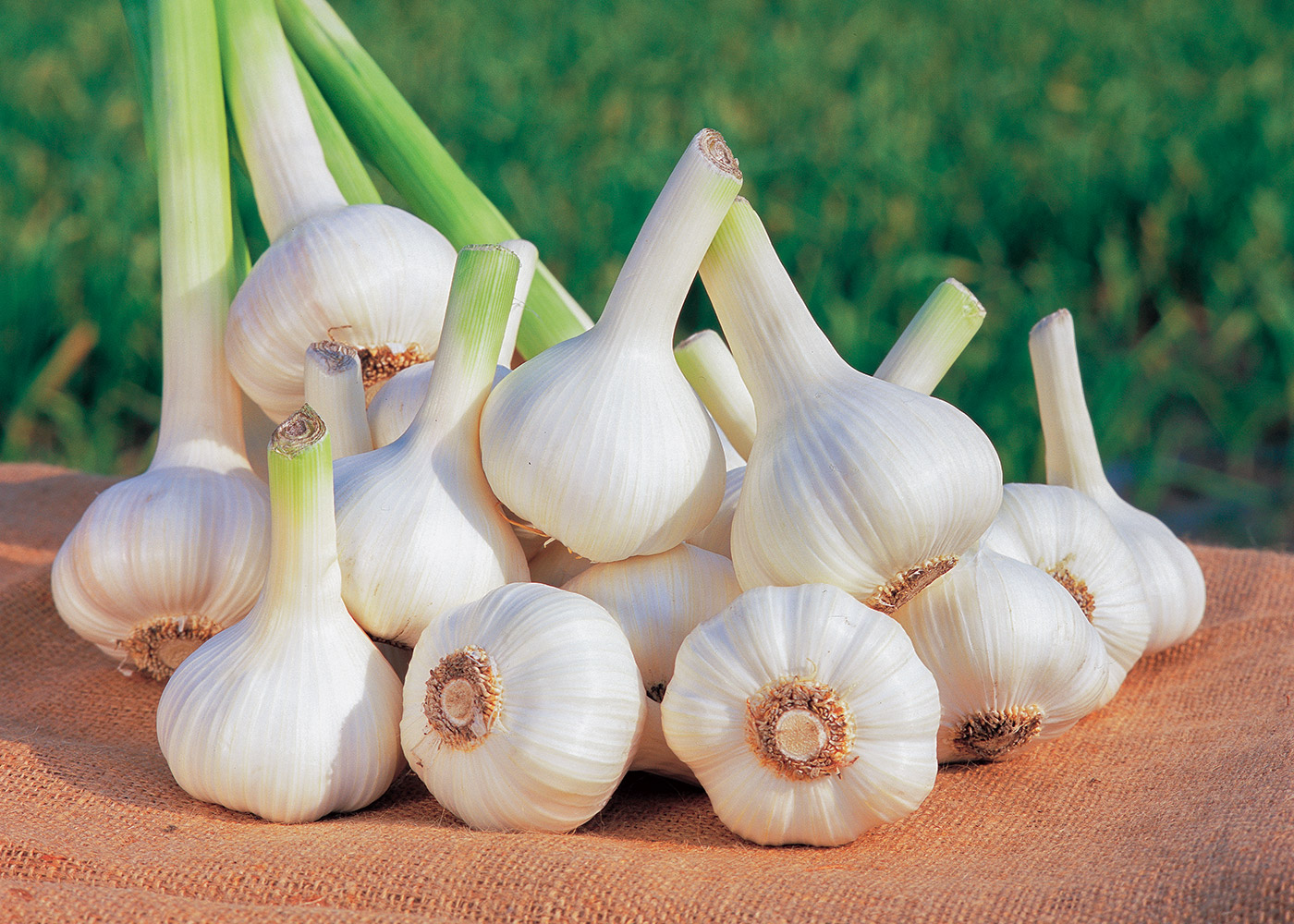 ãã«ãã«ããã®ç»åæ¤ç´¢çµæ